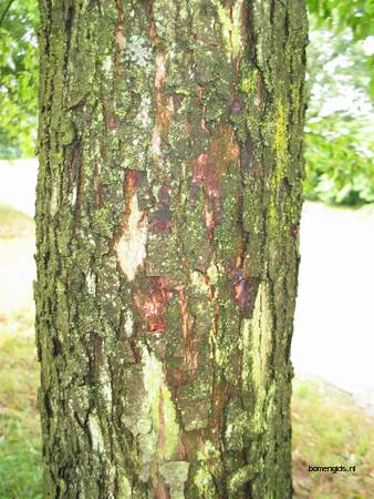  picture  Hopbeuk |Ostrya_carpinifolia