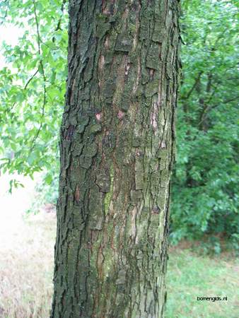  picture  Hopbeuk |Ostrya_carpinifolia