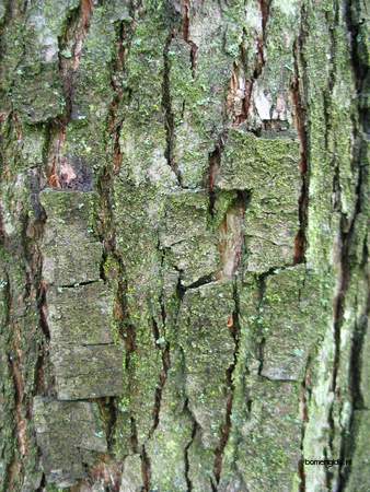  picture  Hopbeuk |Ostrya_carpinifolia