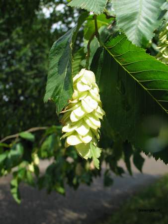  picture  Hopbeuk |Ostrya_carpinifolia