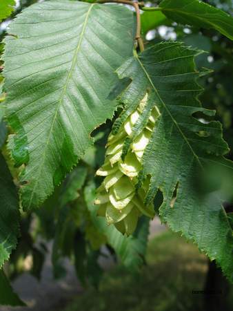  picture  Hopbeuk |Ostrya_carpinifolia