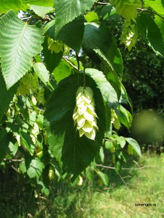  picture  Hopbeuk |Ostrya_carpinifolia