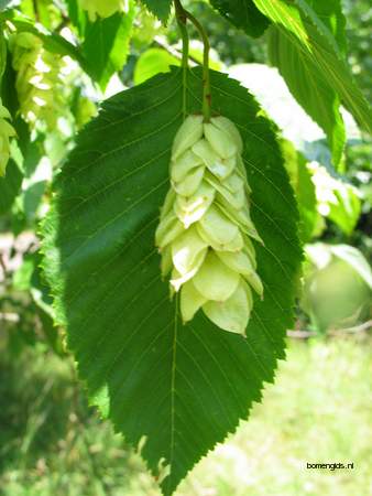  picture  Hopbeuk |Ostrya_carpinifolia