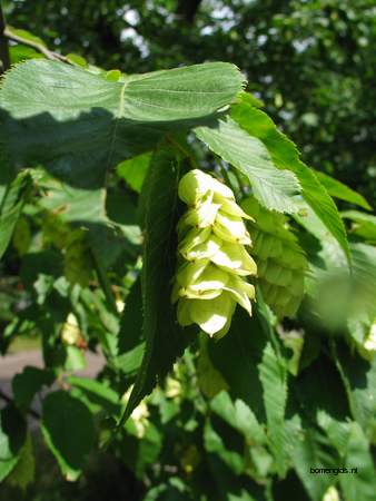  picture  Hopbeuk |Ostrya_carpinifolia