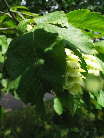  picture  Hopbeuk |Ostrya_carpinifolia