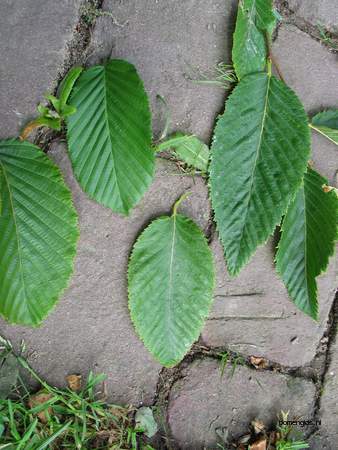  picture  Hopbeuk |Ostrya_carpinifolia