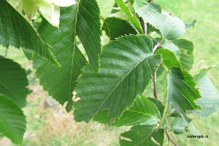  picture  Hopbeuk |Ostrya_carpinifolia