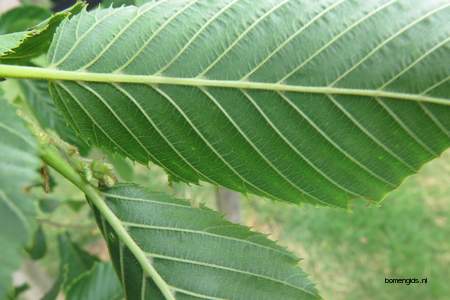  picture  Hopbeuk |Ostrya_carpinifolia