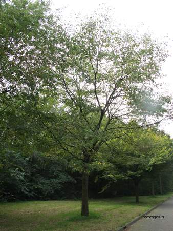  picture  Hopbeuk |Ostrya_carpinifolia