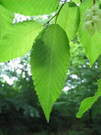  picture  Hopbeuk |Ostrya_carpinifolia