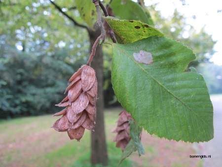  picture  Hopbeuk |Ostrya_carpinifolia