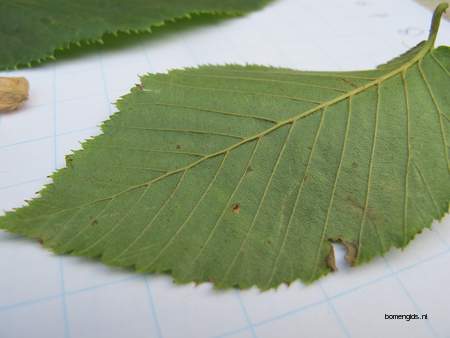  picture  Hopbeuk |Ostrya_carpinifolia