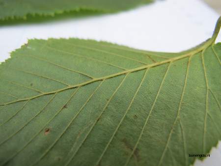  picture  Hopbeuk |Ostrya_carpinifolia