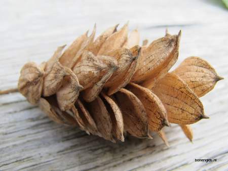  picture  Hopbeuk |Ostrya_carpinifolia