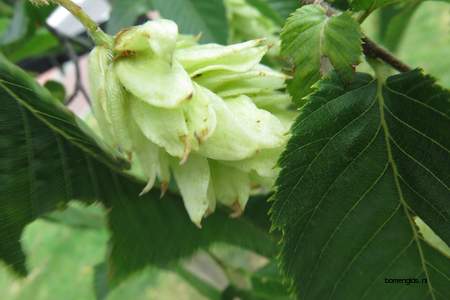  picture  Hopbeuk |Ostrya_carpinifolia