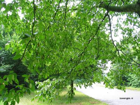  picture  Hopbeuk |Ostrya_carpinifolia