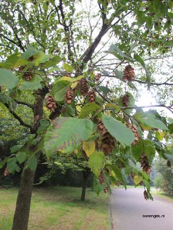  picture  Hopbeuk |Ostrya_carpinifolia