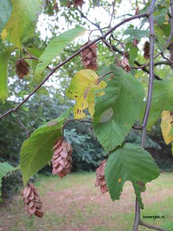  picture  Hopbeuk |Ostrya_carpinifolia