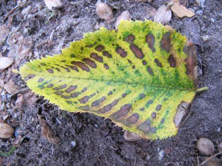  picture  Hopbeuk |Ostrya_carpinifolia