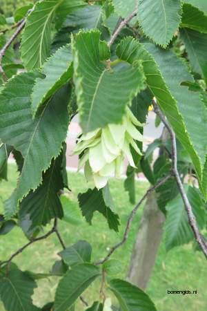  picture  Hopbeuk |Ostrya_carpinifolia