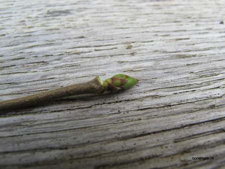  picture  Hopbeuk |Ostrya_carpinifolia