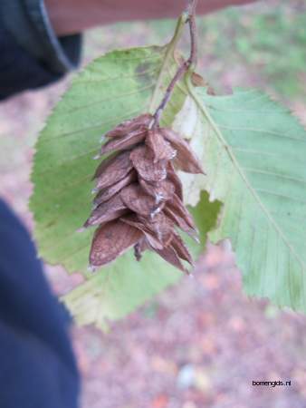  picture  Hopbeuk |Ostrya_carpinifolia