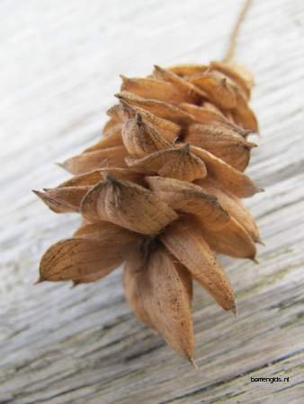  picture  Hopbeuk |Ostrya_carpinifolia