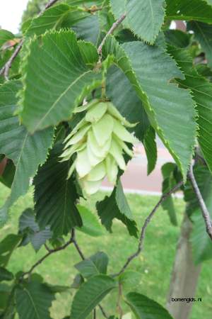  picture  Hopbeuk |Ostrya_carpinifolia