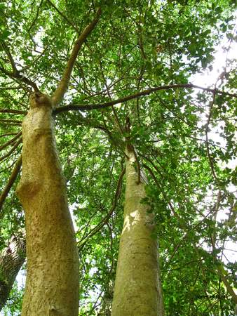  picture  Hulst |Ilex_aquifolium