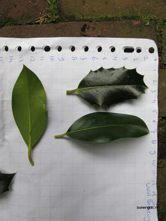  picture  Hulst |Ilex_aquifolium
