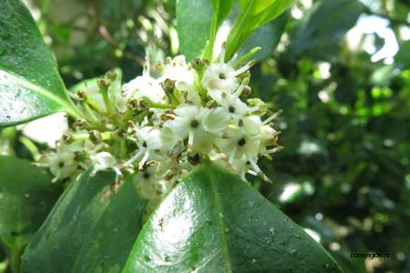 picture  Hulst |Ilex_aquifolium