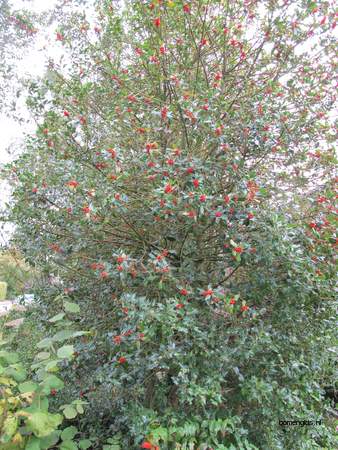  picture  Hulst |Ilex_aquifolium
