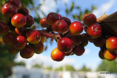  picture  Hulst |Ilex_aquifolium