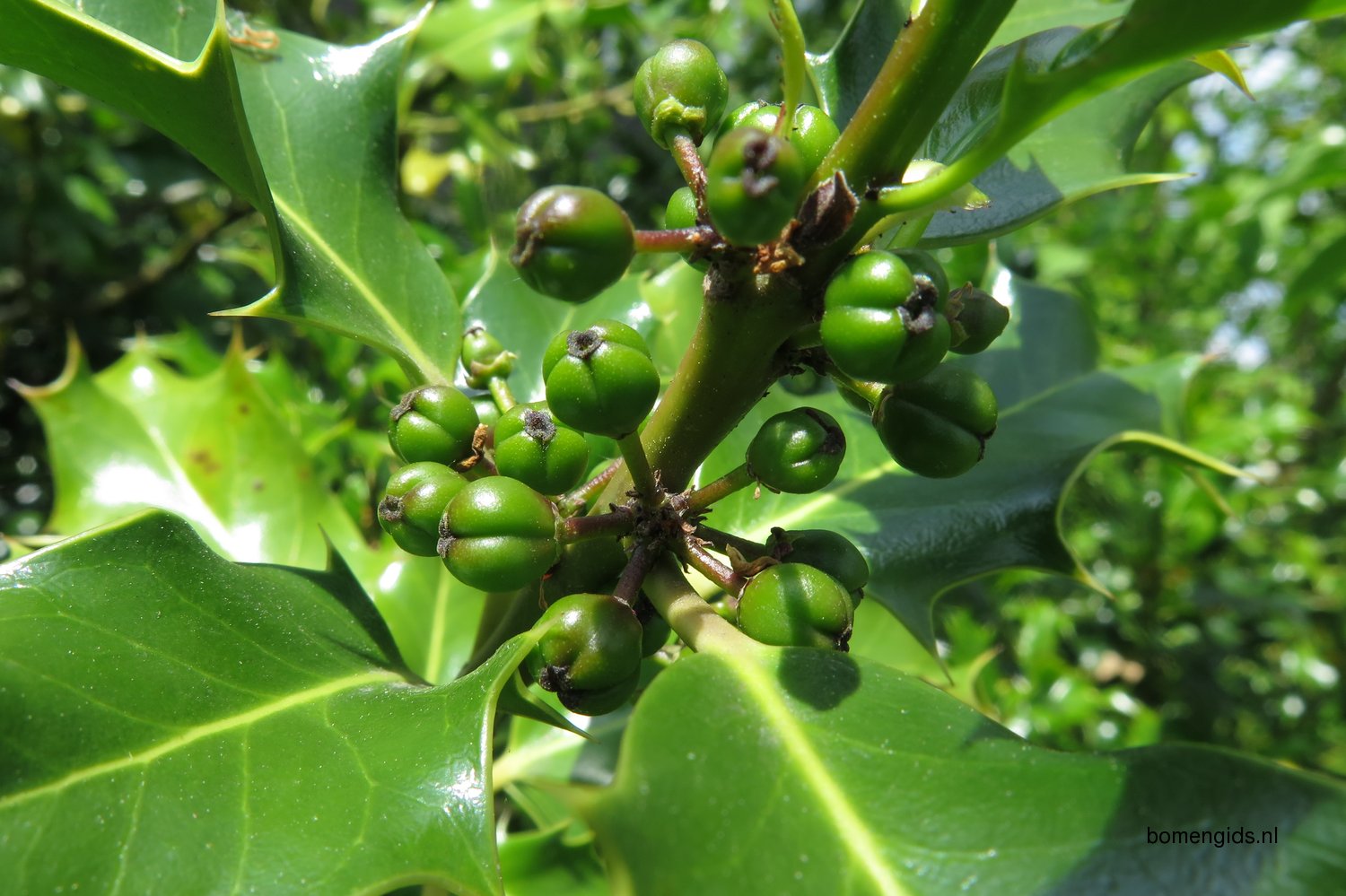 Herken de boomsoort NL Hulst; Latin Ilex aquifolium; UK
