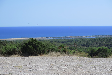  picture  Hulsteik--Kermeseik |Quercus_coccifera