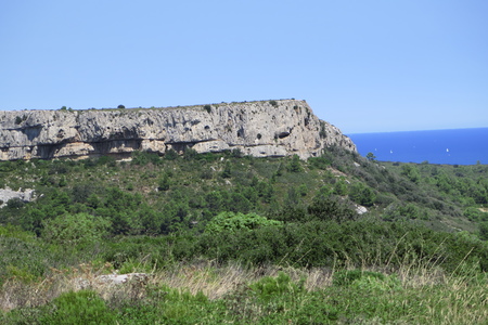  picture  Hulsteik--Kermeseik |Quercus_coccifera
