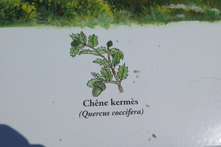  picture  Hulsteik--Kermeseik |Quercus_coccifera