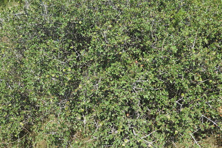  picture  Hulsteik--Kermeseik |Quercus_coccifera