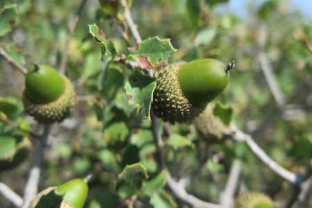  picture  Hulsteik--Kermeseik |Quercus_coccifera