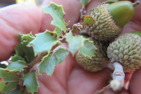  picture  Hulsteik--Kermeseik |Quercus_coccifera