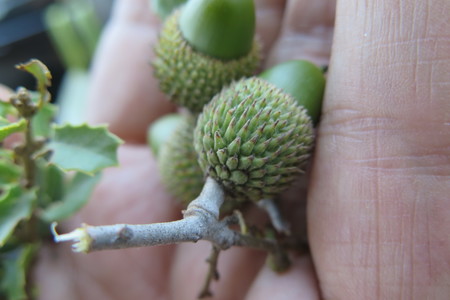  picture  Hulsteik--Kermeseik |Quercus_coccifera