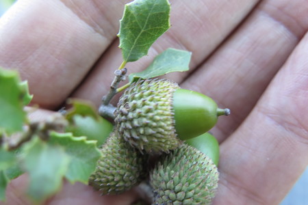  picture  Hulsteik--Kermeseik |Quercus_coccifera