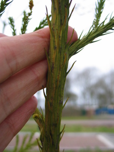  picture  Japanse_cypres |Cryptomeria_japonica