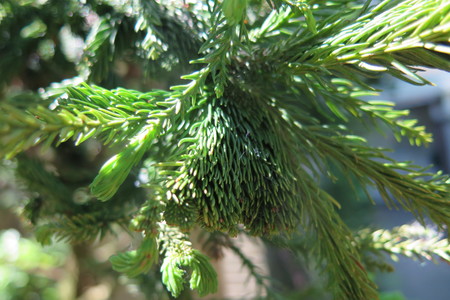  picture  Japanse_cypres |Cryptomeria_japonica