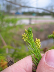  picture  Japanse_cypres |Cryptomeria_japonica