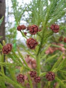  picture  Japanse_cypres |Cryptomeria_japonica