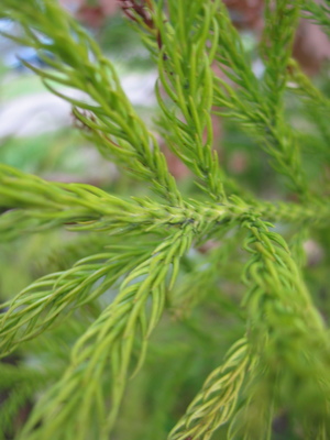  picture  Japanse_cypres |Cryptomeria_japonica