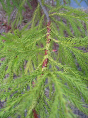  picture  Japanse_cypres |Cryptomeria_japonica