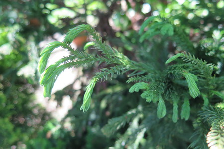  picture  Japanse_cypres |Cryptomeria_japonica