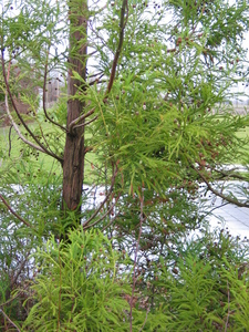  picture  Japanse_cypres |Cryptomeria_japonica